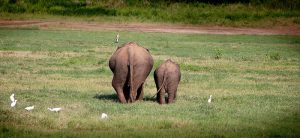 Why-elephants-make-for-good-politicians